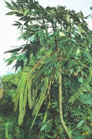 Image result for Millettia ebenifera