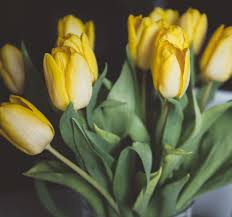 Learn more on our meaning of rose colors post. Tulip Colors And Their Meaning
