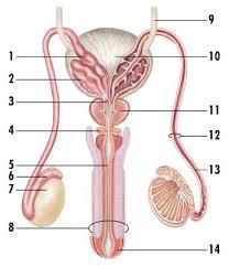 We think this is the most useful anatomy picture that you need. Male Reproductive System Front View Labeled View Labeled Image Reproductive System Nursing School Memes Human Growth And Development