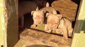 Since we want to know when do puppies open their eyes fully, we need to look at the early development of newborn dogs. 14 Important Facts About Red Nose Pitbull Dogs That Every Should Know American Bully Daily