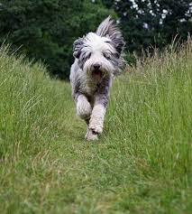But shaggy dogs are so beautiful that they are worth the extra effort. Bearded Collie Temperament Lively Intelligent Confident Keeping Up