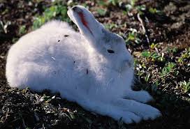 This arctic hare (lepus arcticus) is eating purple saxifrage (saxifraga oppositifolia). Arctic Hare Lepus Arcticus Natureworks