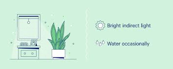 10 Of The Best Plants For The Bedroom Casper Blog Found materials and small trailing succulents can be combined to make a charming chandelier.