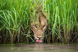 Wildlife Photography Best Of Wildlife Photography Animals Wild Animals Images
