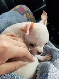 Just Got My White Apple Head Chihuahua Today Mascotas Cachorros Perros
