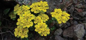 Image result for Schizochilus lepidus