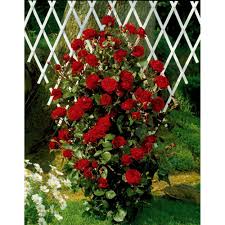 Rosier Grimpant That S Jazz Poulnorm Pot De 3 Litres Rosier En Pot Jardinerie Truffaut Rosier Grimpant