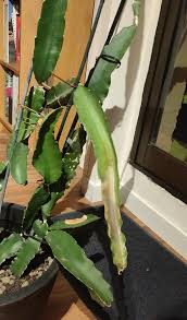 They also prefer a well draining soil, a sandy 1) dragon fruit is a climbing cactus and will require support to climb on as it matures. My Dragon Fruit Plant Leaves Are Turning Soft And Brown Cactus