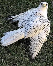 Bird With Big Feathers Pin On Animals