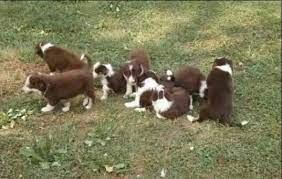 Red And White Border Collie Corgi Mix Puppies Borgi Cute Corgi Mix Puppies Border Collie Corgi Mix Puppies Border Collie Corgi Mix
