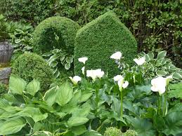 Buchs Hosta Calla Gartenreise Belgien Holland Pflanzen Topfgarten Kubelpflanzen