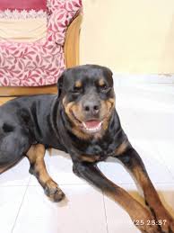 Support and Sharing After Losing a Beloved Pet to Kidney Failure