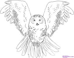 Easy To Draw Cute Owl How To Draw A Snowy Owl Step 5 Owls Drawing Owl Coloring Pages Cute Owl Drawing
