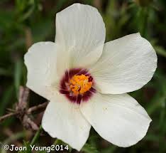 Image result for Hibiscus pusillus