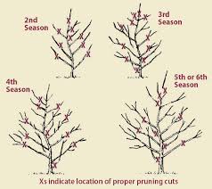 Pruning Apple Trees Stark Bro S
