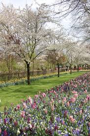 Der Keukenhof Zur Tulpenblute Tulpen Garten Tulpen Gartengestaltung
