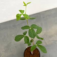 Image result for Commiphora pteleifolia