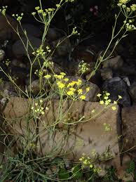 Image result for Physotrichia atropurpurea