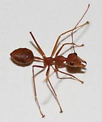 On monoecious figs, ants are often associated with hemipterans, whereas in dioecious figs ants predominantly prey on fig wasps. Unique Silk Fibers From Weaver Ants Springerlink