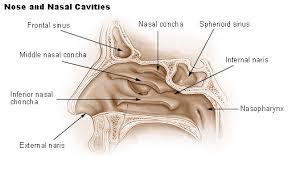 Result vary person to person. Nasal Polyps