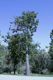 10+ queensland bottle tree seeds (brachychiton rupestris) australian native. Photo Of The Entire Plant Of Bottle Tree Brachychiton Populneus Posted By Ruuddeblock Garden Org