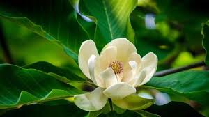 Image result for Diplazium humbertii