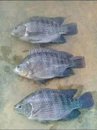 Mancing ikan nila babon liar terbanyak umpan ikan nila, mancing ikan mancing ikan, mancing ikan nila babon mancing ikan nila babon terbesar jumpa lagi sobat setia, salam sehat semua, kali ini. 10 Jenis Ikan Nila Yang Banyak Dibudidayakan Di Indonesia