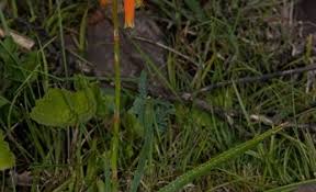 Image result for Aloe ballii