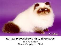 1999 Article About The Himalayan Persian