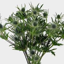 Thistle Eryngium Blue Flower Wholesale Blooms By The Box