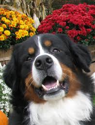 We did not find results for: Dental Tourism Low Cost Dental Care Macedonia Dental Co Uk Burmese Mountain Dogs Beautiful Dogs Dogs