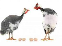 The eggs are deeply flavoured, with large golden yolks and guinea fowl are often kept for their meat, which is regarded as a delicacy. Term For Hatching Eggs By A Guinea Fowl Farmer