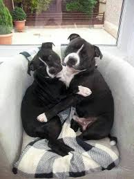 Another Vicious Pitbull Attack Nanny Dog Staffordshire Bull Terrier Dog Love
