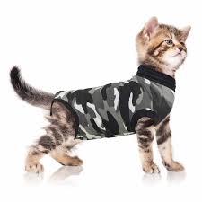 John keeps telling me i need to update you guys on the is your dog about to be spayed or neutered? Cone Of Shame Alternatives Baxterboo