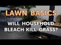 Before you go all gung ho and start spraying those pesky weeds with bleach please read the rest of this article. Will Household Bleach Kill Grass Youtube
