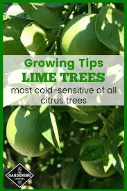 In a key lime tree, yellow leaves could indicate a deficiency in nitrogen, zinc, iron, or manganese. How To Grow Lime Trees Gardening Channel
