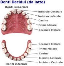 Conversione delle unità di misura. Il Dentista Dei Bambini Tutto Sui Denti Del Tuo Bambino Dentista Resta