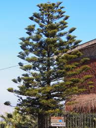 Image result for Arauk rie Araucaria
