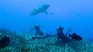 Maybe you would like to learn more about one of these? Shark Week 2021 Every New Special Airing Streaming This July