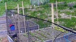 A very popular netting for folks who want to keep small critters out of their gardens. Fencing Ideas For Raised Bed Gardens Youtube