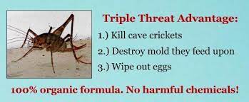 Spider crickets are most commonly mistaken for wolf spiders because they are similar in size and coloration. Pin On Help