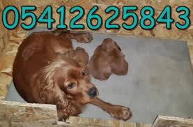 American Cocker Cocker Yavru Fiyatlari 05412625853 Bilgi
