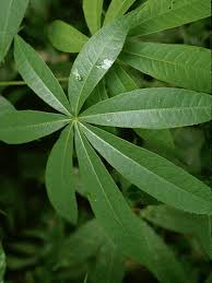 Image result for Ceiba pentandra