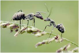 Official pest prevention is available by phone at (877) 711 2847 whether you are in sacramento, fresno, or anywhere in central or northern california. Pin On Ants Termites Sacramento Official Pest Prevention