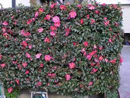 Camellia Sasanqua Sasanqua Camellia World Of Flowering Plants Hedges Garden Front Of House Trees To Plant