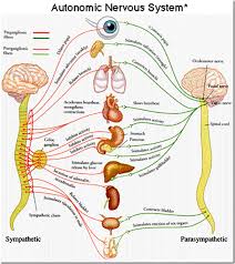 Sympathetic Nervous System Google Search Yoga Stretches For Beginners Yoga Therapy Low Back Stretches
