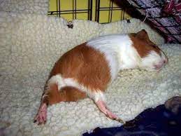 Pin On Piggy Pics