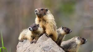 A groundhog would hog as much ground as a groundhog could if a groundhog could hog ground. Groundhogs To Mayor De Blasio An Open Letter The New Yorker