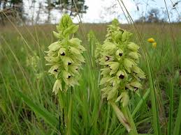 Image result for Eulophia ensata