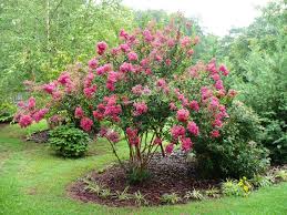 Check out our crepe myrtle selection for the very best in unique or custom, handmade pieces from our plants shops. The Long Lasting Bloom Of Crape Myrtle A Cultivated Nest